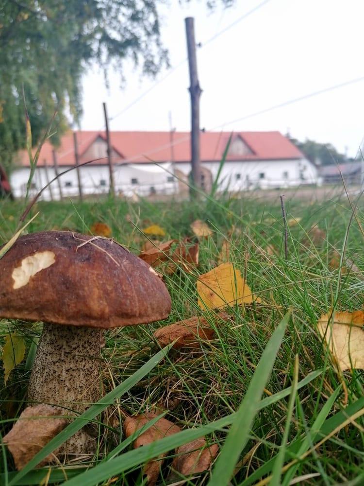 Osrodek Agroturystyczny Borki Borki Wielkie Eksteriør bilde